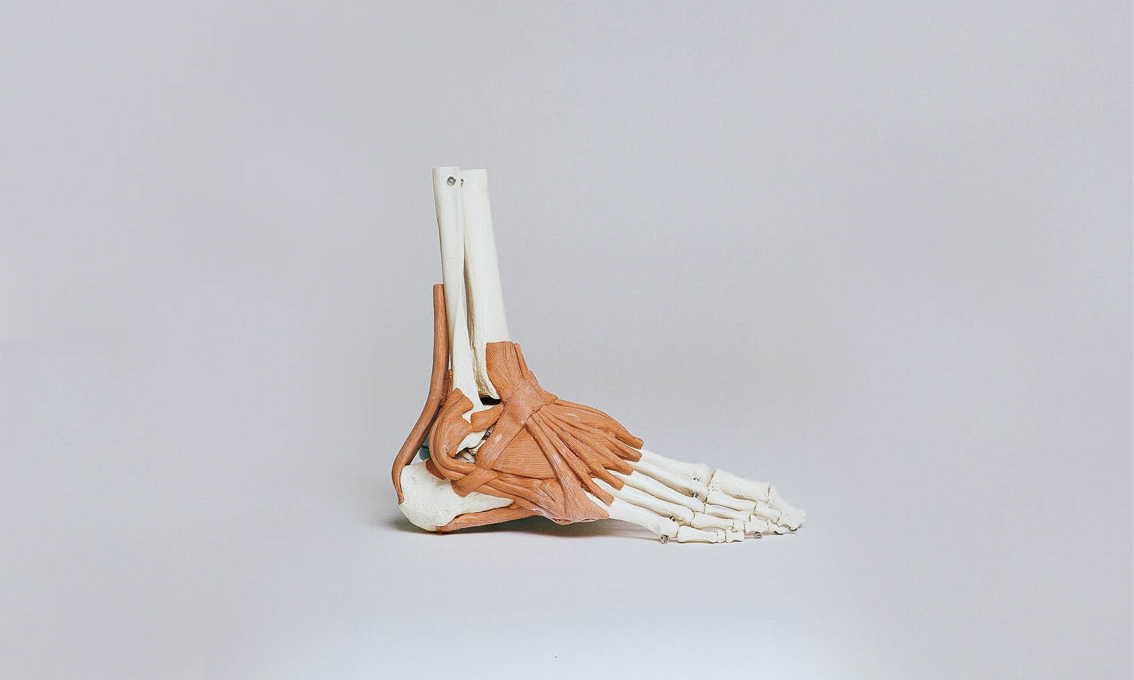 A model of the bones of the foot and the red ankle musculature in front of a grey background