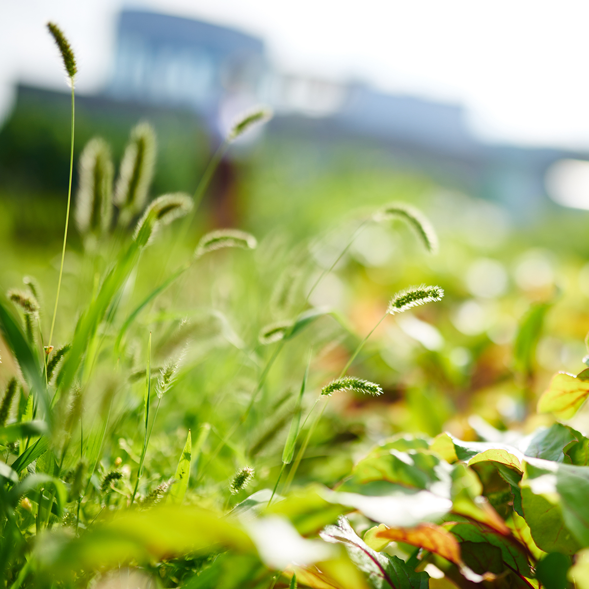 UrbanGarden-GettyImages-square.jpg