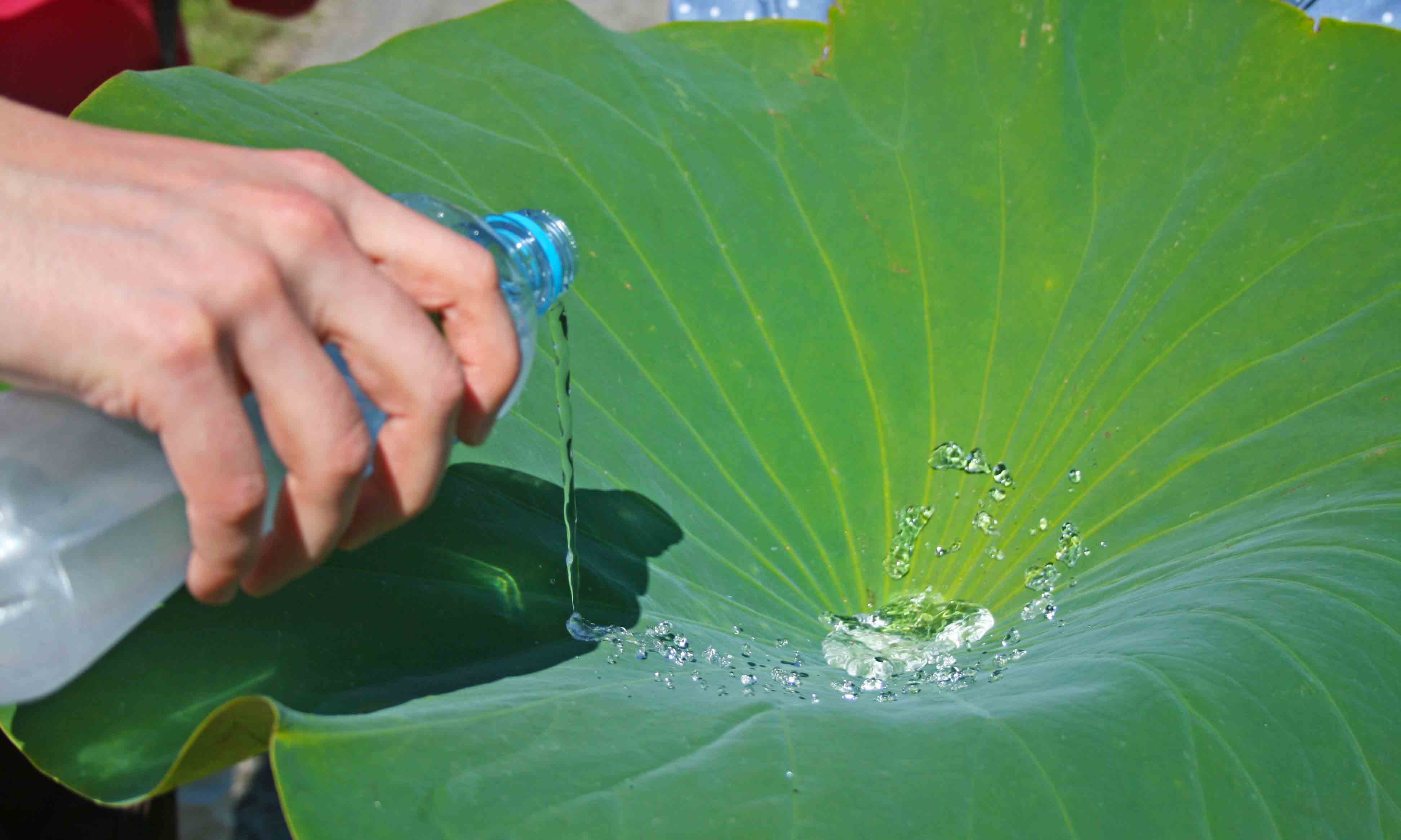 news-lotus-leaf-water